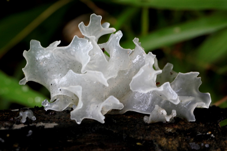 white jelly fungus